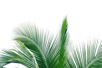 Obraz premium Coconut leaves with branches on white isolated background for green foliage backdrop 