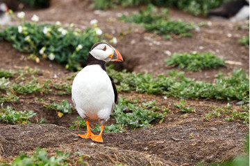 Portrait of an adult puffin waiting by its burrow