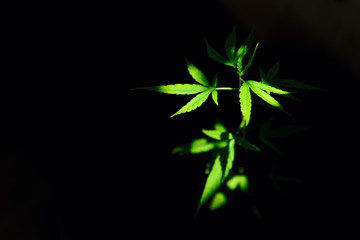 The little marijuana in the dark theme.