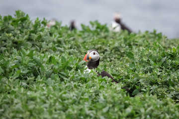 An Atlantic Penguin emerging from its burrow amongst green leaves