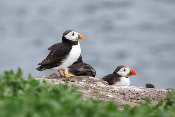 Close up of a puffin on rock, Fratercula