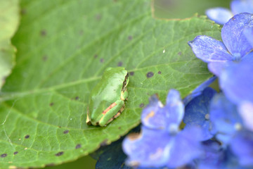 紫陽花とカエル