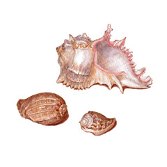 Set of different colorful seashells isolated on a white background. Beautiful watercolor illustration on the marine theme.