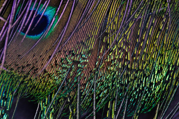 peacock feather