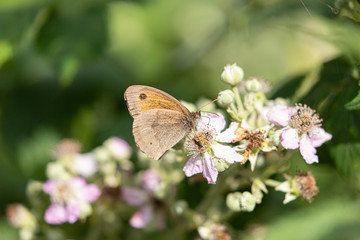 Small Heath Butterfly on blossom 3