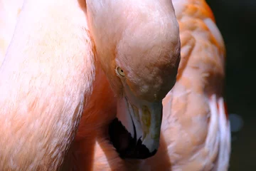 Fotobehang flamingo close up © Matthewadobe