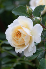 englische Rose Emanuel in Creme-Weiß Makro