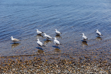seagulls on the beach