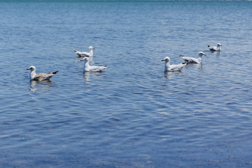 swans in flight