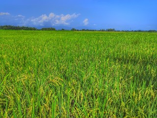 green field and sky