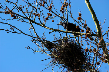 Der Rabe in freier Wildbahn