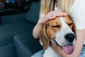 cropped view of young woman sitting on couch and stroking cute beagle dog