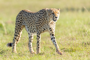 Gepard 1 © Dr. Gerd-Uwe Neukamp
