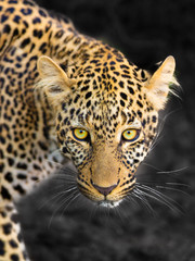 Fototapeta na wymiar Leopardenportrait