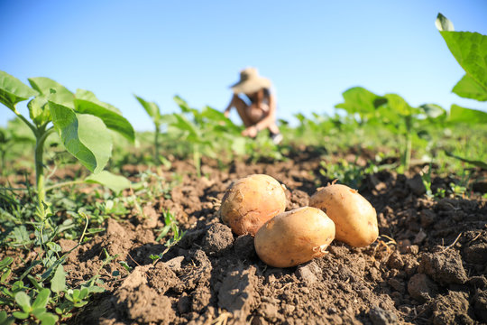 Fresh potatoes in field on sunny day