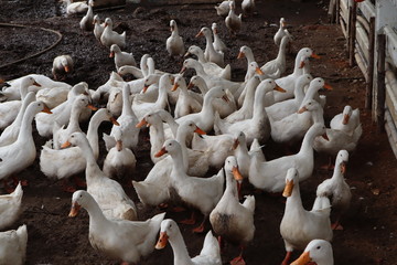 group of white duck eating in farm from human, Thailand