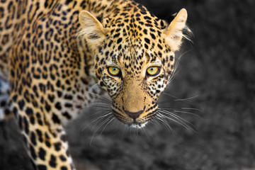 Fototapeta na wymiar Leopardenportrait 2