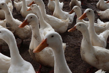 group of white duck in farm , Thailand