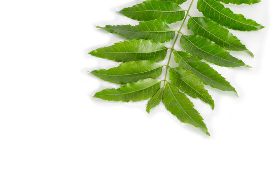 green neem leaf isolated on white background