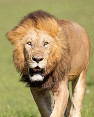 Erfahrener Schwarzmähniger Löwe 14