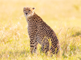 Sitzender Gepard im Gegenlicht 2 © Dr. Gerd-Uwe Neukamp