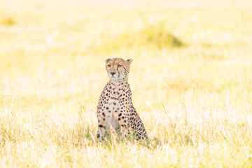 Gepard im Gegenlicht 4 © Dr. Gerd-Uwe Neukamp