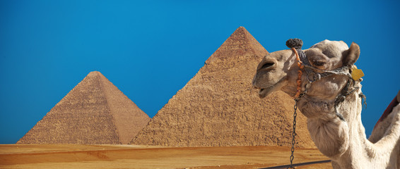 camel with pyramids - obrazy, fototapety, plakaty
