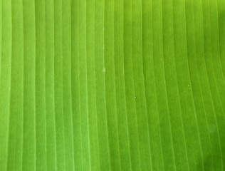 texture of leaf