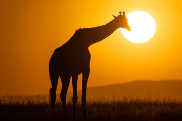 Fototapeta na wymiar Sonnenaufgang mit Giraffe 6