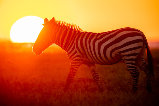 Zebra at sunset