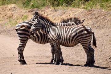 Fototapeta na wymiar Zebra pair