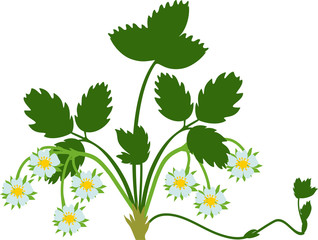 Strawberry plant with green leaves, wite flowers and daughter plant isolated on white background
