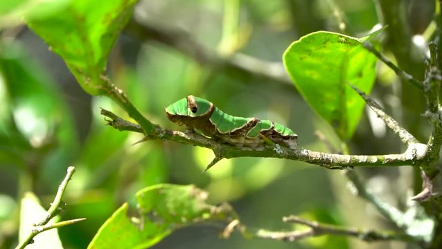 Green caterpillar sits motionless on twig swaying in breeze, Papilo aegeus
