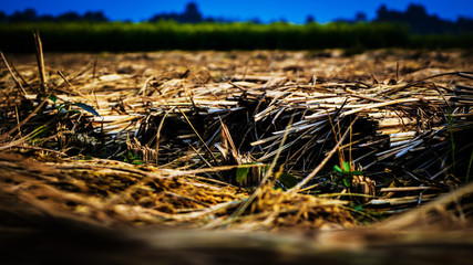 Dry straw in a paddy field