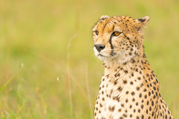 Portrait eines Geparden 2 © Dr. Gerd-Uwe Neukamp