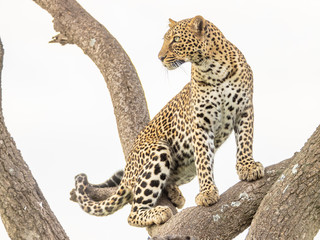 Obraz premium Junge Leopardin in einer Akazie 8