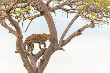 Fototapeta na wymiar Junge Leopardin in einer Akazie 17