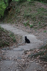 石段と黒猫