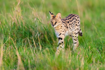 Laufender Serval 2