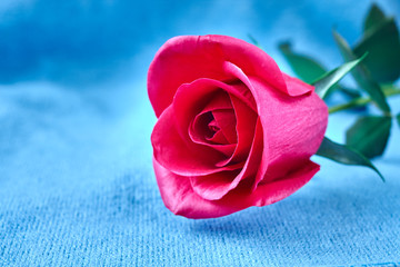 Handmade red rose flower made of foamiran foam on blue background