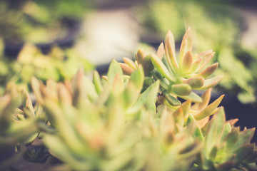 Closeup tiny cactus in garden.