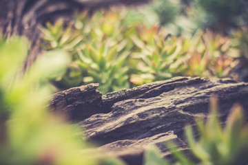 wood decoration in small cactus gerden.