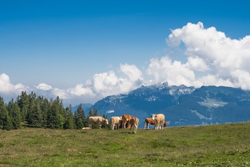 Beautiful swiss alps mountains. Alpine meadows. Farm. Cows