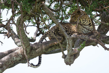 Fototapeta na wymiar A leopard lies on the branches of a tree