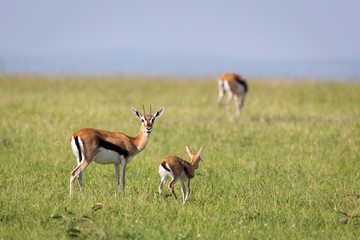 Naklejka na ściany i meble A family of Thomson gazelles in the savannah of Kenya