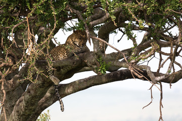 A leopard lies on the branches of a tree