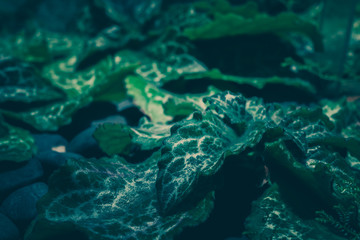 Green Leaves Pattern; Natural Background