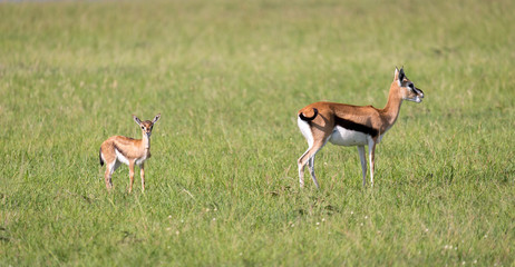 Naklejka na ściany i meble A family of Thomson gazelles in the savannah of Kenya