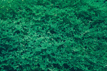 Green Leaves Pattern; Natural Background