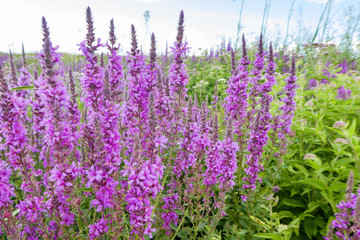 Willow-herb herb. Flowering plant Chamaenerion. Epilobium angustifolium .